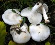 Hygrophorus cossus